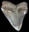 Serrated, Megalodon Tooth - Georgia #60481-2